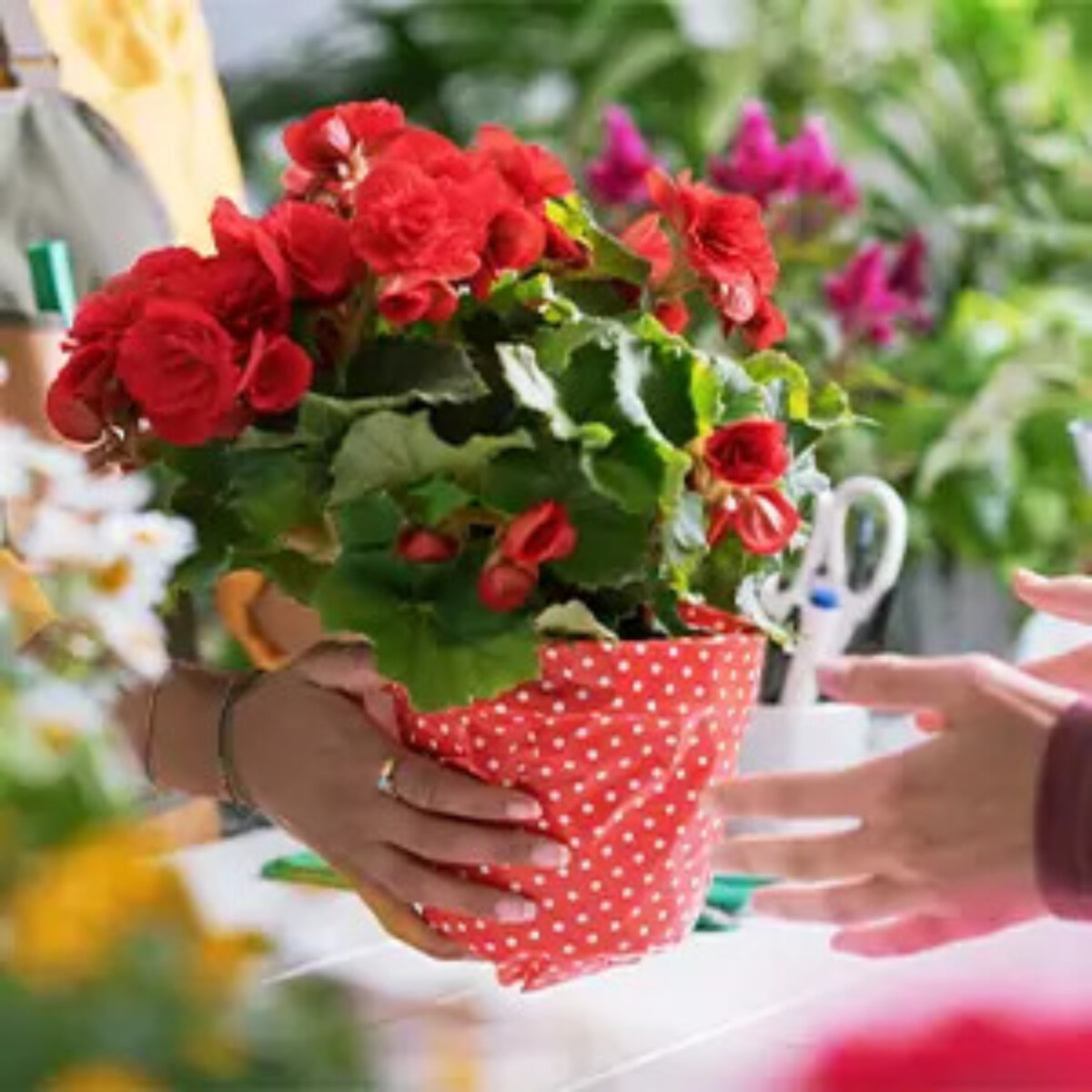 Pot of red flowers being handed over from one person to another