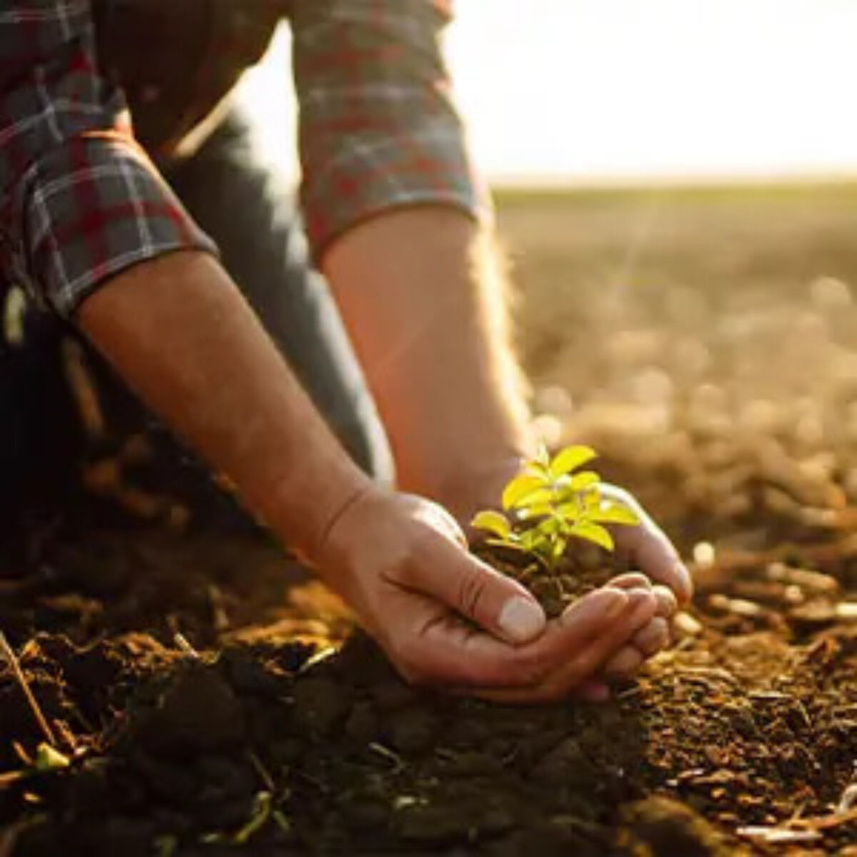 Two hands cupped holding a sprouting plant in a field