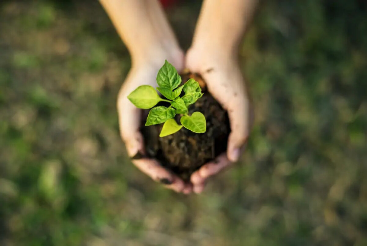 Hands holding soil with sprout growing out