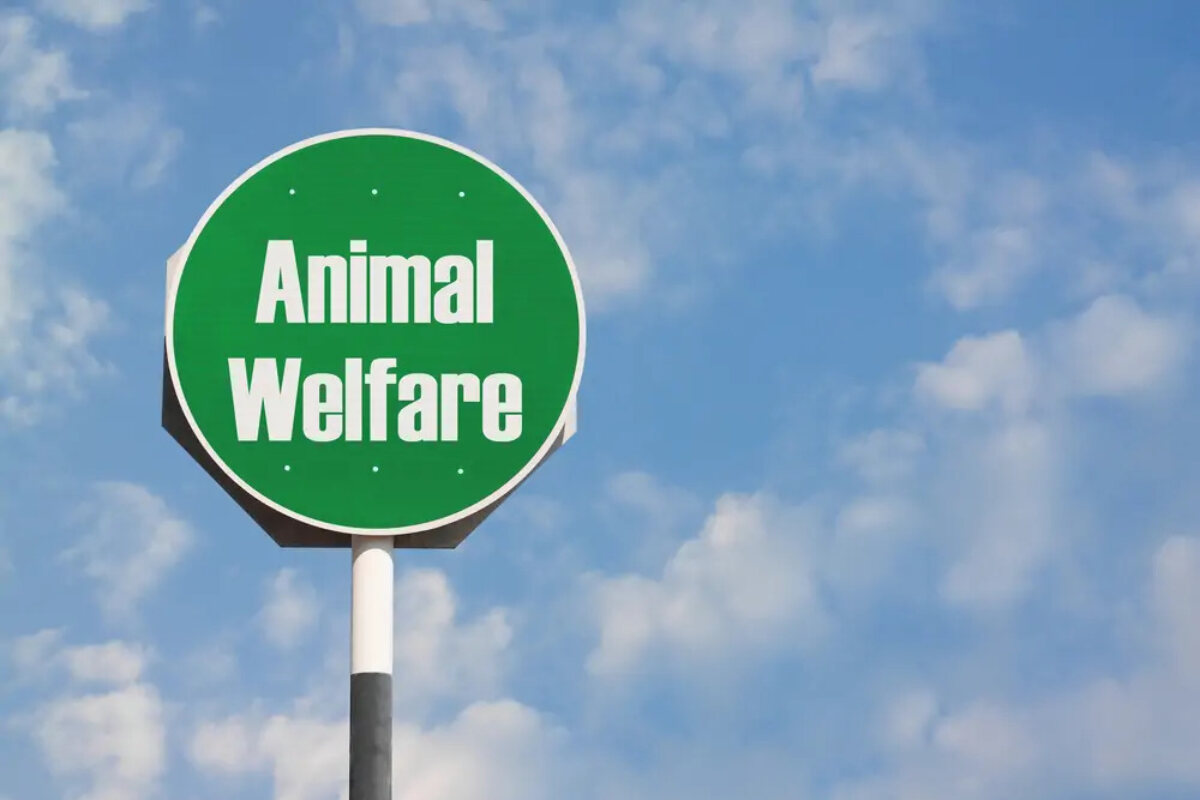 Outdoor road-style sign displaying the text 'animal welfare'