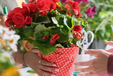 Pot of red flowers being handed over from one person to another