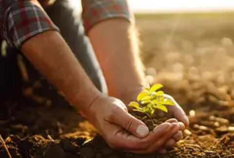 Two hands cupped holding a sprouting plant in a field